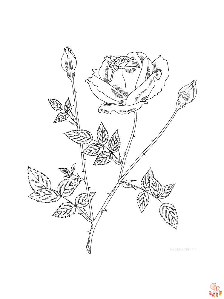 rose coloring pages 35