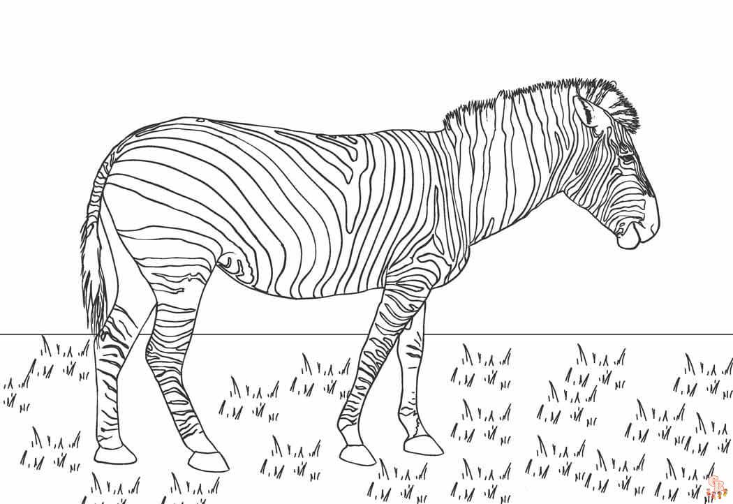 zebrabeeld hd kleurplaat